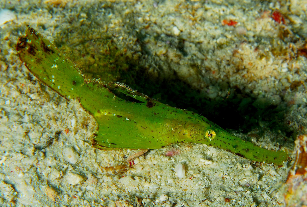 Solenostomus cyanopterus (Pesce fantasma robusto)